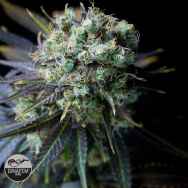 Dinafem Seeds Dinamed CBD